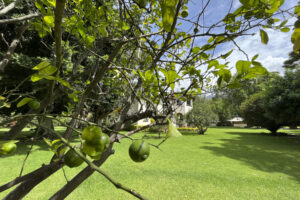 Casa Bugambilia Tepoztlan