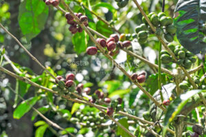 Finca Palo Alto