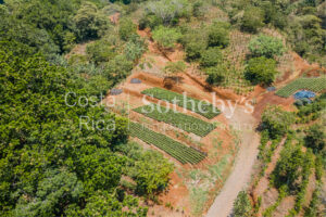 Beautiful Coffee Farm in Naranjo