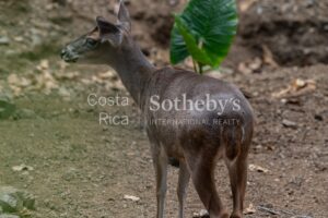 Finca Dorada