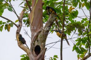 Finca Dorada