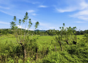 Finca Cacao