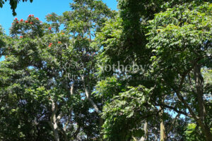 Parque del Café Tree Tops Serenidad
