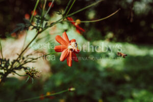 Finca Priority