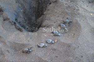 Coco Beach Beachfront Lot for Sale