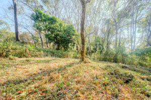 Private Cul-de-Sac Lot in Playa Pelada – Walk to Beach