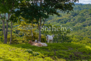104.7 Hectares of Development Potential in Marbella