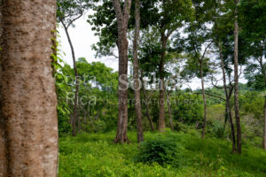 104.7 Hectares of Development Potential in Marbella
