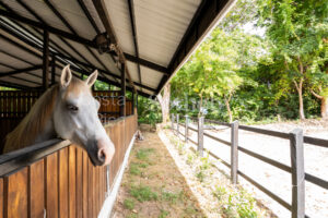 Pavones Family Ranch