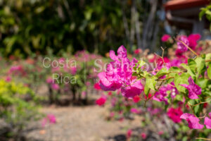 Casa Bougainvillea