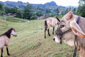 300ha+ Finca Turística Turrialba