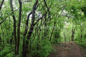 1000+ Ecologically Pristine Acres with Beachfront, Existing House and Staff Quar