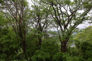 1000+ Ecologically Pristine Acres with Beachfront, Existing House and Staff Quar