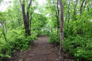 1000+ Ecologically Pristine Acres with Beachfront, Existing House and Staff Quar
