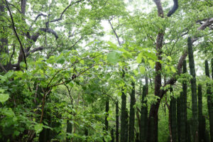 1000+ Ecologically Pristine Acres with Beachfront, Existing House and Staff Quar
