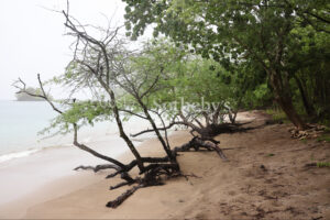 1000+ Ecologically Pristine Acres with Beachfront, Existing House and Staff Quar