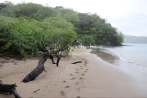 1000+ Ecologically Pristine Acres with Beachfront, Existing House and Staff Quar