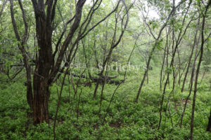 1000+ Ecologically Pristine Acres with Beachfront, Existing House and Staff Quar