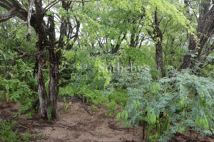 1000+ Ecologically Pristine Acres with Beachfront, Existing House and Staff Quar