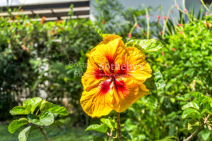 Garden Haven