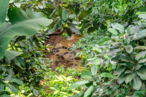 THE EMERALD SANCTUARY – PRIVATE JUNGLE VILLA WITH POOL IN OJOCHAL