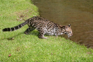 1000ac conservation cloud forest with waterfalls, ecolodge, owner residence