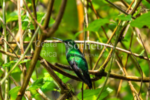 1000ac conservation cloud forest with waterfalls, ecolodge, owner residence