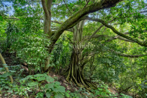 Atenas Highlands Eco Estate