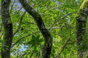 Atenas Highlands Eco Estate