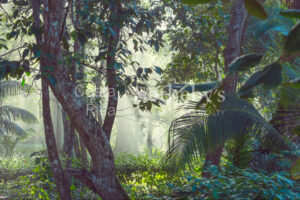 300ha Conservation of Tropical Rainforest