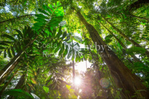 300ha Conservation of Tropical Rainforest