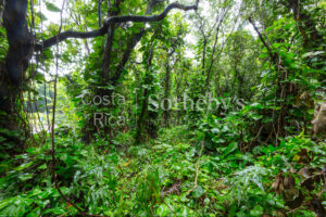 300ha Conservation of Tropical Rainforest