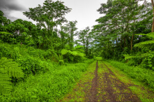 300ha Conservation of Tropical Rainforest