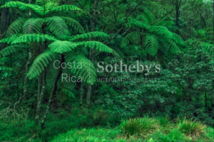 300ha Conservation of Tropical Rainforest