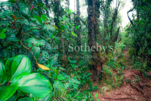 300ha Conservation of Tropical Rainforest