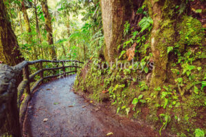 300ha Conservation of Tropical Rainforest
