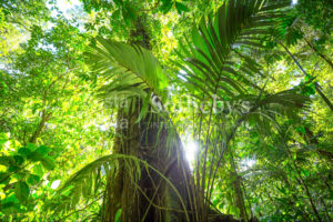 300ha Conservation of Tropical Rainforest