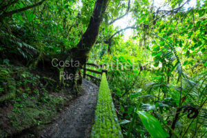 300ha Conservation of Tropical Rainforest