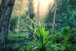 300ha Conservation of Tropical Rainforest