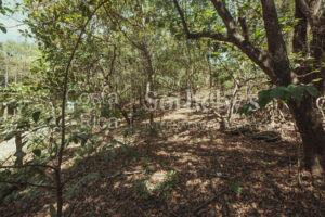 A-36-A Walking Distance to Pelada and the Boca