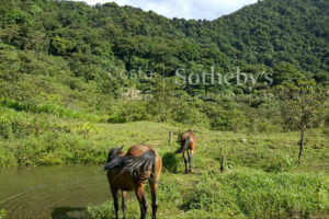 Tapantí Forest, Orosí