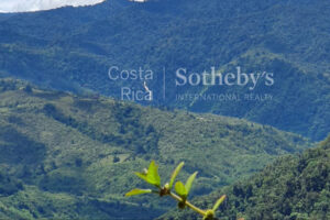 Tapantí Forest, Orosí