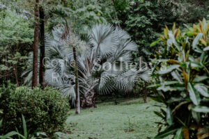 Walk To Beach Condominio De Las Flores