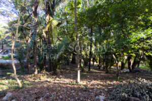 K 23 D Private Wooded Lot