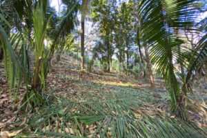 K 23 D Private Wooded Lot