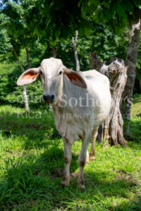 Agricultural Land with Predesign for 70 Parcels