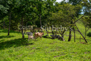 Agricultural Land with Predesign for 70 Parcels