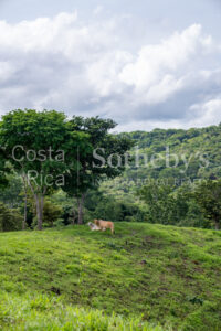 Agricultural Land with Predesign for 70 Parcels