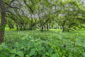 Prime Commercial Land with 121 Meters of Main Road Frontage
