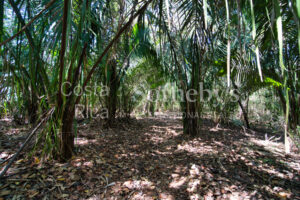 Finca Alucinante
